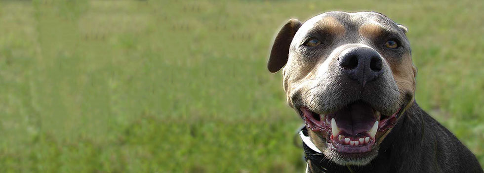 the-boxer-mix.jpg
